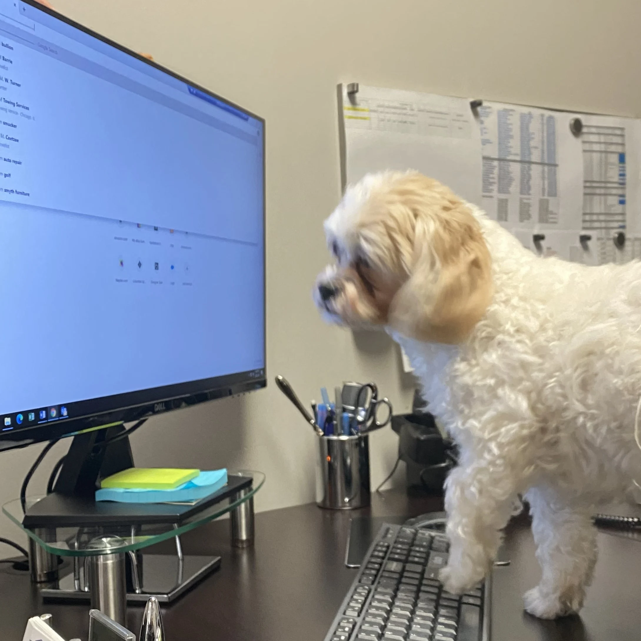 2_101554_11672944 A dog standing in front of a computer monitor.